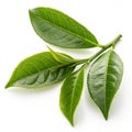 Tea leaves isolated on white background Royalty Free Stock Photo