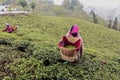 The tea leaves pickers working in a tea garden in the morning plucking tea leaves. Royalty Free Stock Photo