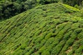 Tea leaves on plant on tea plantation, Cameron Highlands, Malaysia Royalty Free Stock Photo