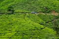 Tea leaves on plant on tea plantation, Cameron Highlands, Malaysia Royalty Free Stock Photo