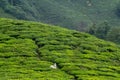 Tea leaves on plant on tea plantation, Cameron Highlands, Malaysia Royalty Free Stock Photo