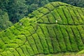 Tea leaves on plant on tea plantation, Cameron Highlands, Malaysia Royalty Free Stock Photo