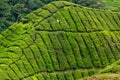 Tea leaves on plant on tea plantation, Cameron Highlands, Malaysia Royalty Free Stock Photo