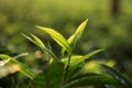 Tea leaves in a plantation with morning back light Royalty Free Stock Photo