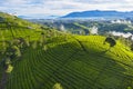 Tea leaves plantation at morning time