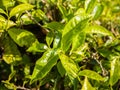 Tea leaves on a plantation near the city of Munar. India. Royalty Free Stock Photo