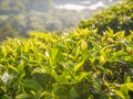 Tea leaves on a plantation near the city of Munar. India. Royalty Free Stock Photo