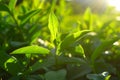 Tea leaves, Tea plantations, sunrise. Sunrise on tea plantations.