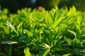 Tea leaves, Tea plantations, sunrise. Sunrise on tea plantations.