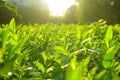 Tea leaves, Tea plantations, sunrise. Sunrise on tea plantations.