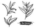 Tea leaves sketch, twig or stem of ceylon herb