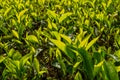 Tea Leaves in the Tea Plantation - Cameron Highlands