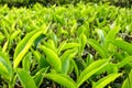 Tea Leaves in the Tea Plantation - Cameron Highlands