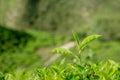 Tea leaves in tea plantations at Cameron Highlands Royalty Free Stock Photo