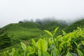 Tea leaves in tea plantations at Cameron Highlands, Malaysia. Royalty Free Stock Photo