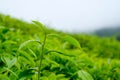 Tea leaves in tea plantations at Cameron Highlands, Malaysia. Royalty Free Stock Photo