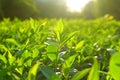 Tea leaves, Tea plantations, sunrise. Sunrise on tea plantations.