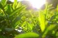 Tea leaves, Tea plantations, sunrise. Sunrise on tea plantations.