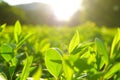 Tea leaves, Tea plantations, sunrise. Sunrise on tea plantations.