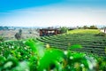 Tea plantation landscape with tea leaf and Travel place in Choui fong farm Chiang Rai Thailand.