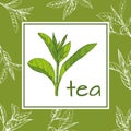 Tea logo vector, hand-drawn leaves and branches of tea, sketch