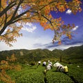 Tea mountain and beautiful maple Royalty Free Stock Photo