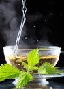 Tea nettle Royalty Free Stock Photo
