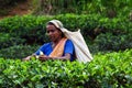 Tea picker Royalty Free Stock Photo