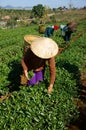 Tea picker pick leaf on agricultural plantation Royalty Free Stock Photo