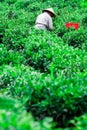 Tea picker picking tea leaf on plantation.