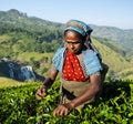 Tea Picker Picks Leaves Agriculture Concept