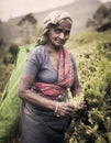 Tea Picker Picks Leaves As She Looks At The Camera Royalty Free Stock Photo