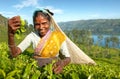 Tea picker at a plantation in Sri Lanka