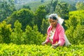 Tea picker at a tea plantation in the highlands of Sri Lanka Royalty Free Stock Photo