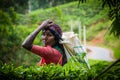 Tea picker in tea plantation