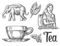 Tea picker woman, tea leaves, cup, elephant. Vector engraved vintage isolated illustration for label, poster, web