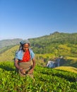 Tea Picker Woman Picks Leaves Royalty Free Stock Photo