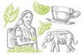 Tea picker woman, tea leaves, cup, elephant. Vector engraved vintage isolated illustration for label, poster, web