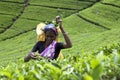 A tea picker at work on the Maskeliya Plantations Mousakellie Estate, near Adams Peak in Sri Lanka. Royalty Free Stock Photo