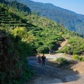 Tea pickers in colorful clothes are walking through a tea plantation of Darjeeling