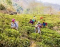 Tea pickers of darjeeling Royalty Free Stock Photo