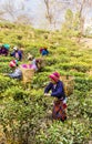 Tea pickers of darjeeling Royalty Free Stock Photo