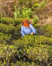 Tea pickers of darjeeling Royalty Free Stock Photo