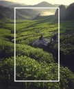 Tea pickers at dawn Agricultural Environmental Concept Royalty Free Stock Photo