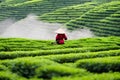 Tea pickers. The illustration shows girls harvesting crops on a plantation Royalty Free Stock Photo