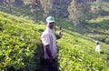 Tea pickers in Kerala, South India