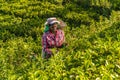 Tea pickers, Nuwara Eliya, Sri Lanka