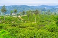 The tea pickers Royalty Free Stock Photo