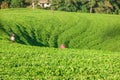 Tea pickers at work Royalty Free Stock Photo