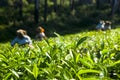 Tea pickers working at Kerela India Royalty Free Stock Photo